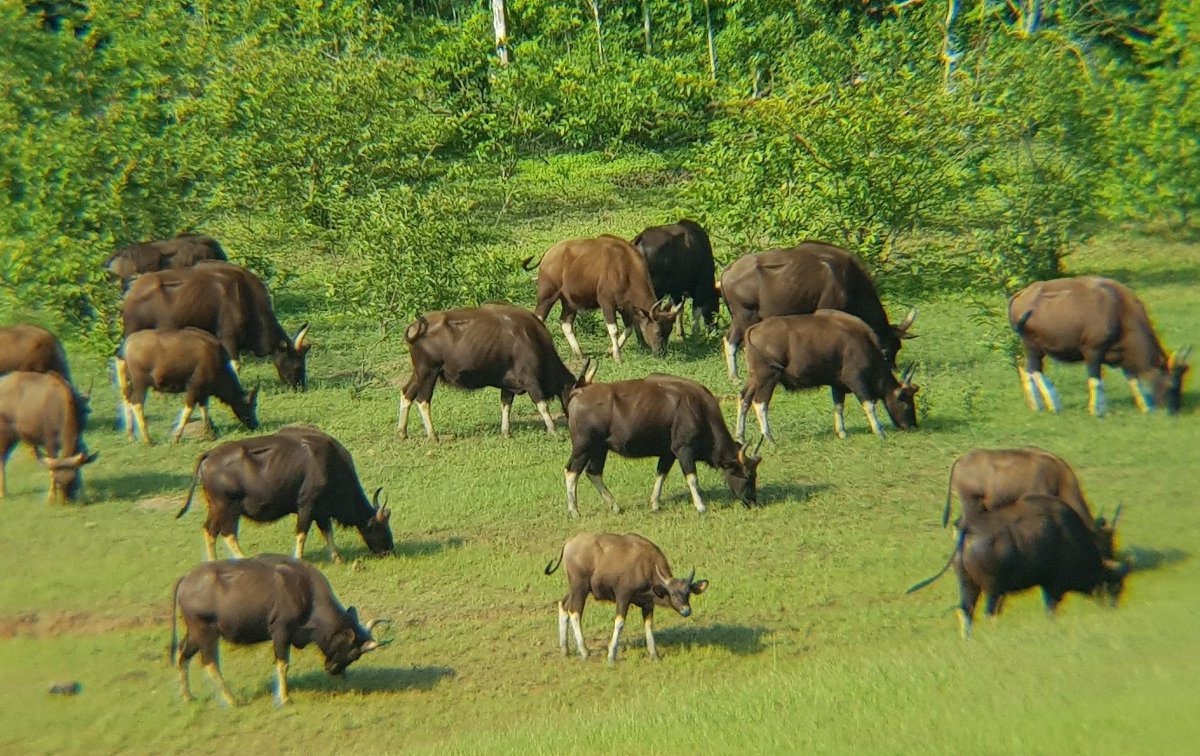 periyar-wildlife-sanctuary-thekkady-all-you-need-to-know-before-you-go