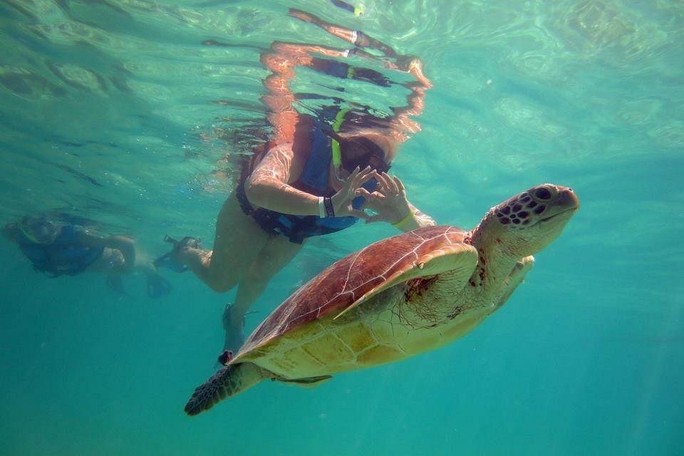 Страховка для путешествий черепаха. Акумаль Мексика черепахи. Turtess Travel.