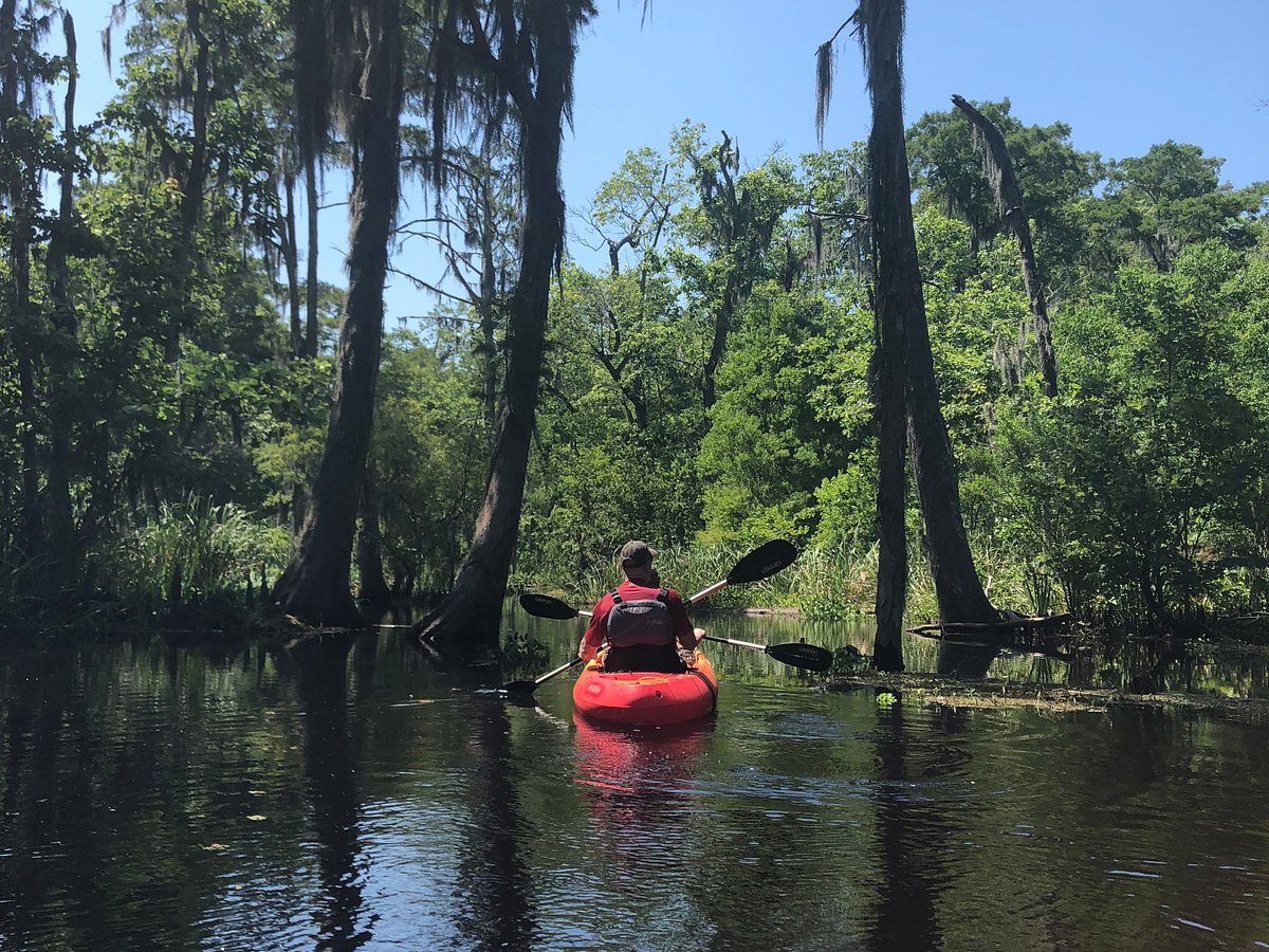 swamp tours mandeville la