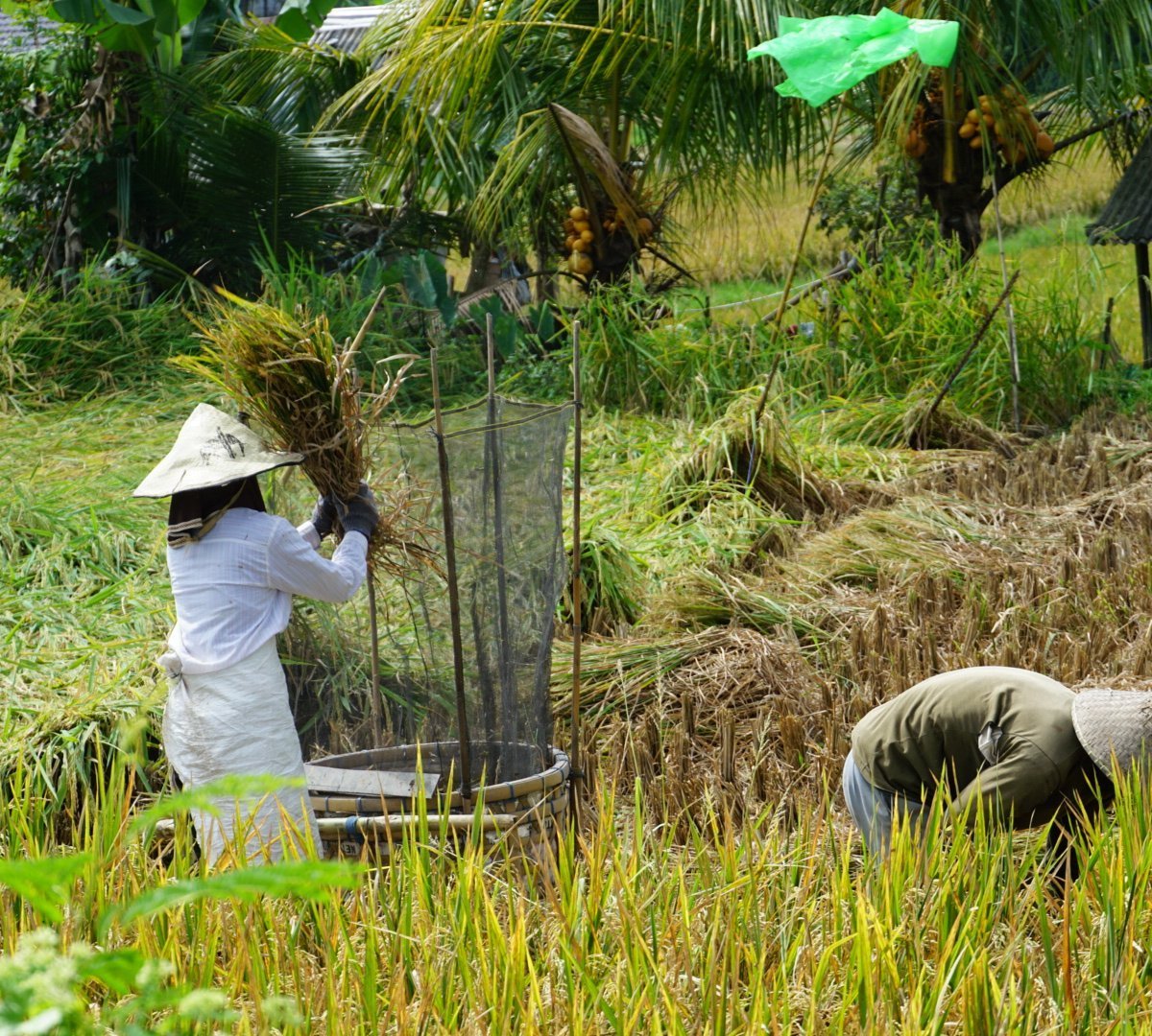 Kajeng Rice Field, Убуд: лучшие советы перед посещением - Tripadvisor