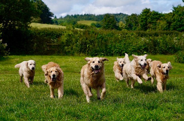 The Golden Retriever Experience (Minehead) - All You Need to Know BEFORE  You Go