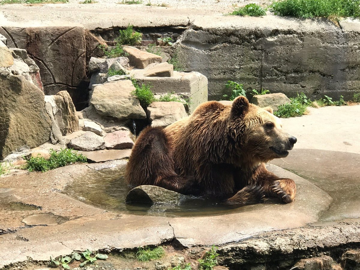 Калининградский Зоопарк, Калининград: лучшие советы перед посещением -  Tripadvisor