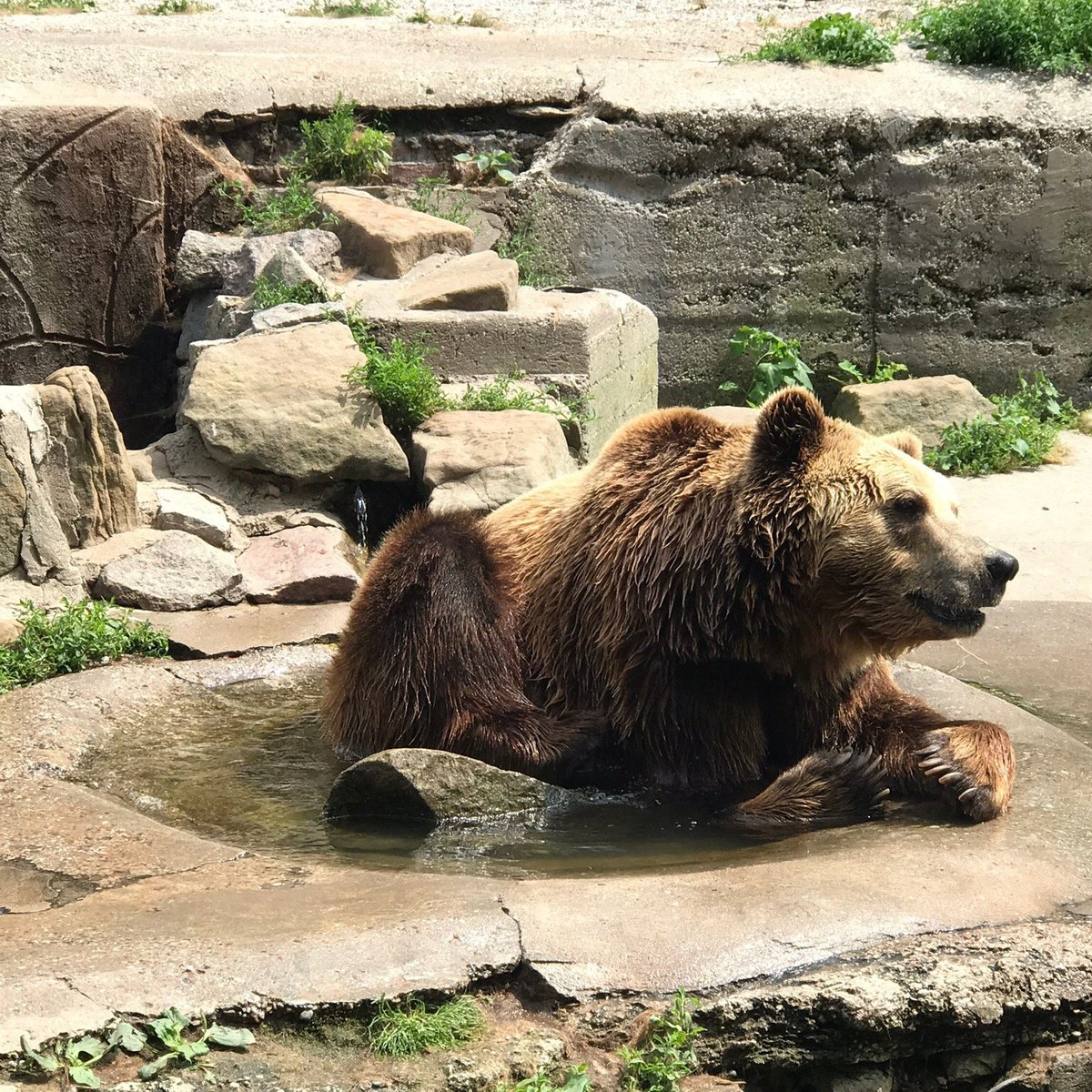 Калининградский Зоопарк, Калининград: лучшие советы перед посещением -  Tripadvisor