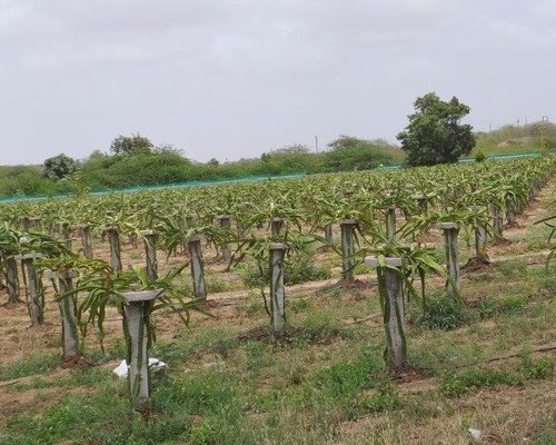 THE 5 BEST Gujarat Farms (Updated 2024) - Tripadvisor