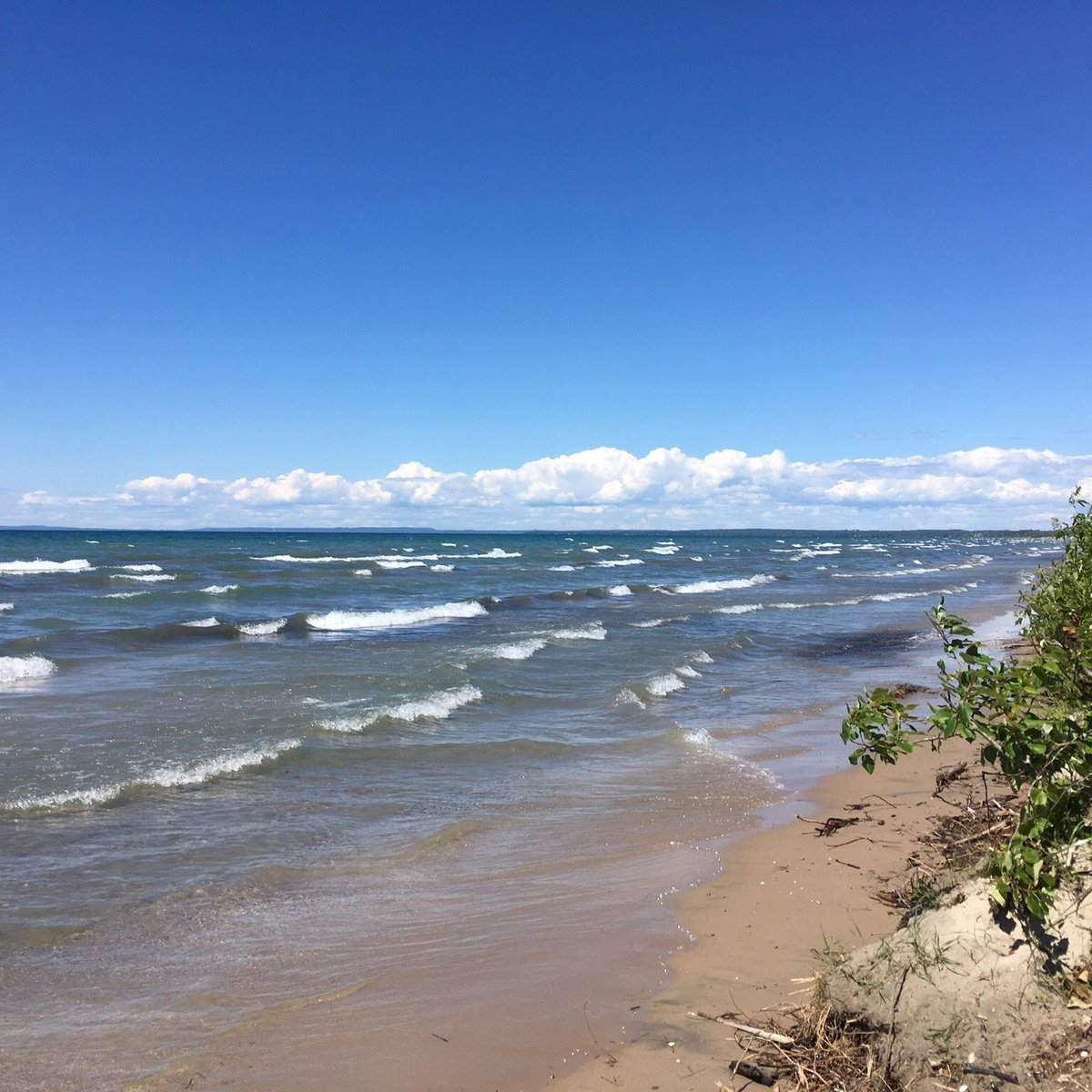 are dogs allowed in wasaga beach ontario