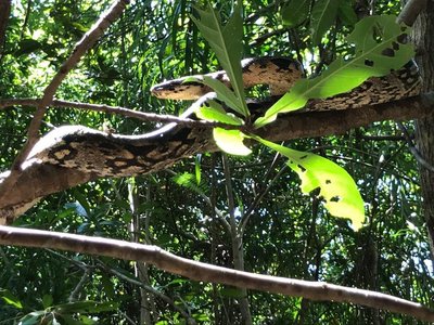 ノシベ 旅行 観光ガイド 21年 トリップアドバイザー