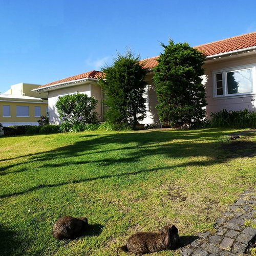 AZORES GARDEN HOUSE - Private Suites & Apartments - Automatic Self Check-in image