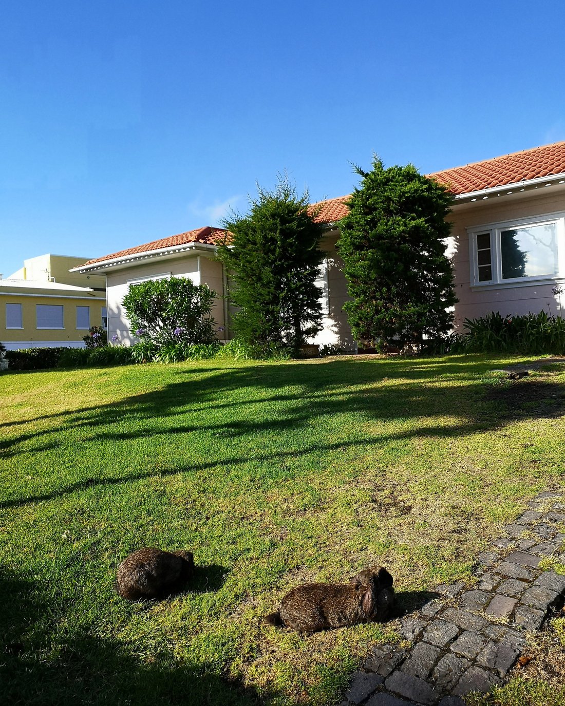 AZORES GARDEN HOUSE ROOMS (Португалия/Азорские острова - Сао-Мигель) -  отзывы, фото и сравнение цен - Tripadvisor