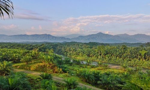 Sumatra palm oil  plantation...