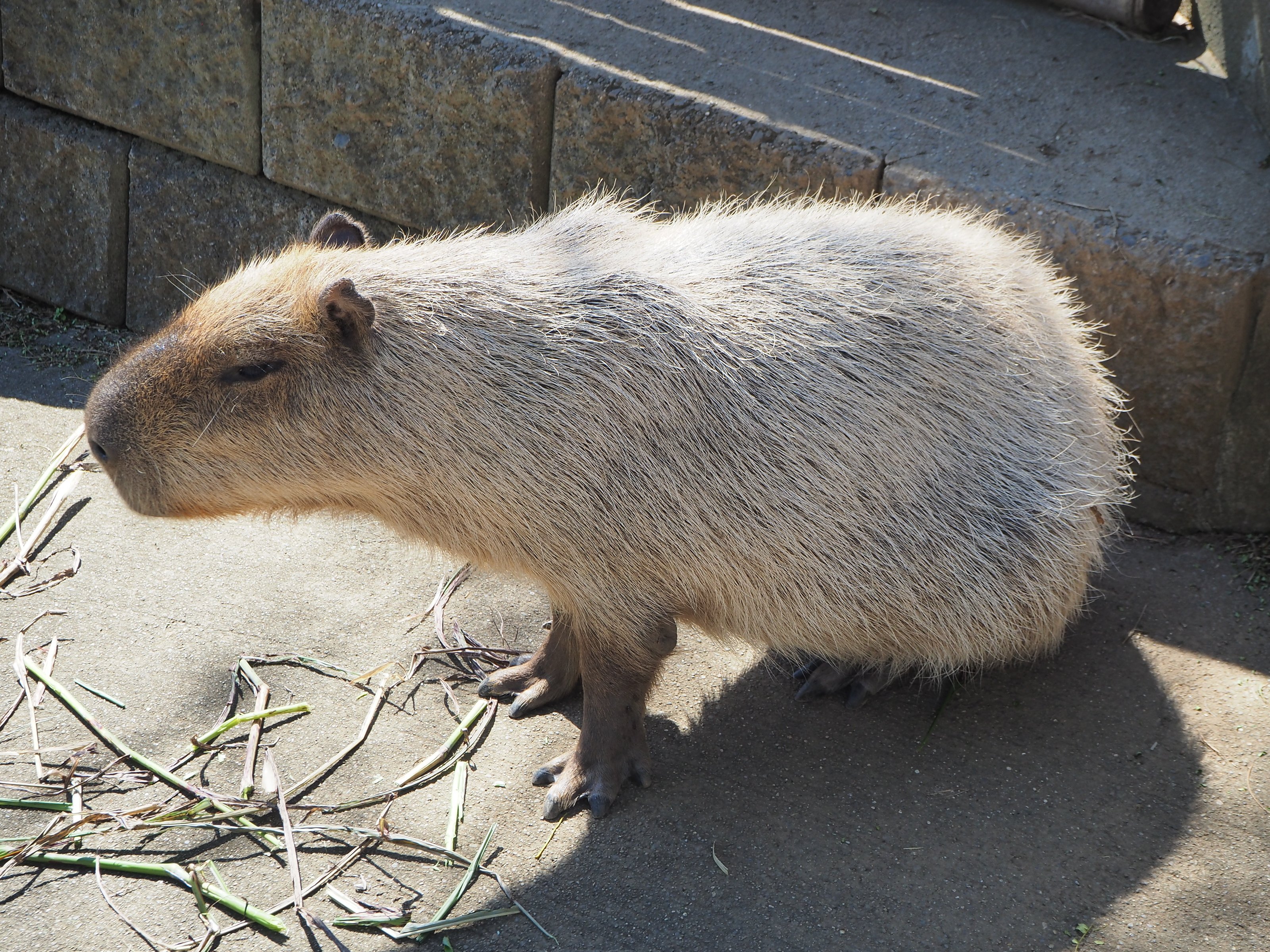 かみね動物園 安い ペット同伴