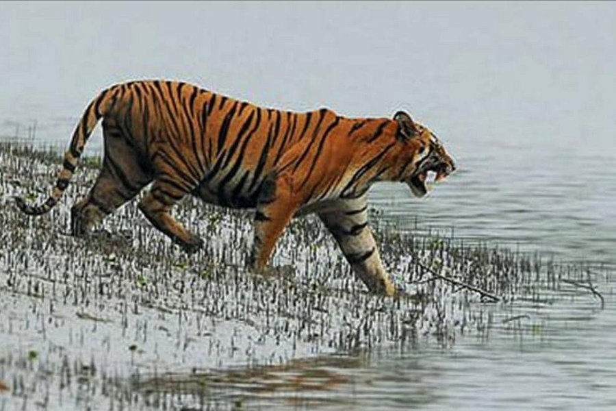 Tour Day Sundarban image