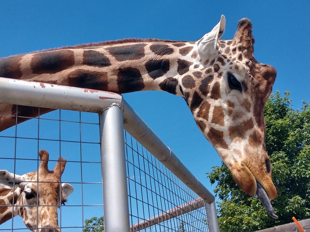 Boulder Ridge Wild Animal Park (Alto) - All You Need to Know BEFORE You Go Boulder Ridge Wild Animal Park (Alto) - All You Need to Know BEFORE You Go
