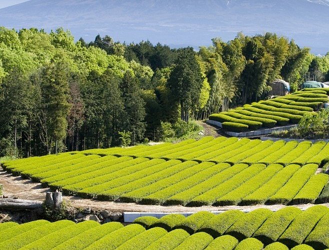 If you love green tea, then you will adore Shizuoka!

Shizuoka Prefecture produces the largest amount of tea in Japan and some of the fields even boast picture-perfect views of Mount Fuji! Besides drinking matcha green tea, you can also try it in all kinds of sweets and snacks.