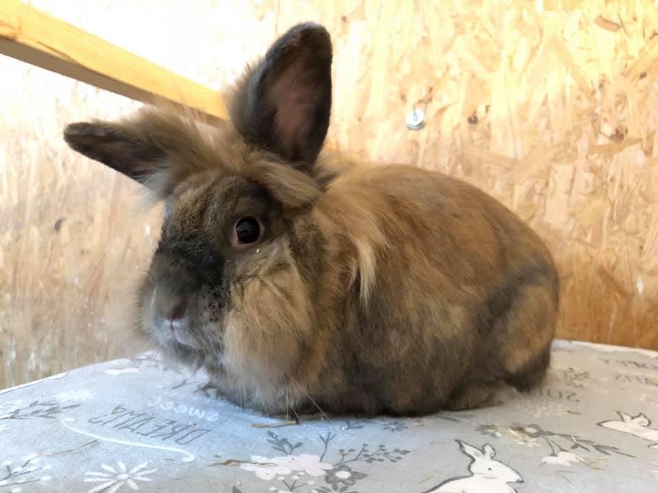 THORNBERRY ANIMAL SANCTUARY (North Anston) - All You Need to Know BEFORE You Go THORNBERRY ANIMAL SANCTUARY (North Anston) - All You Need to Know BEFORE You Go