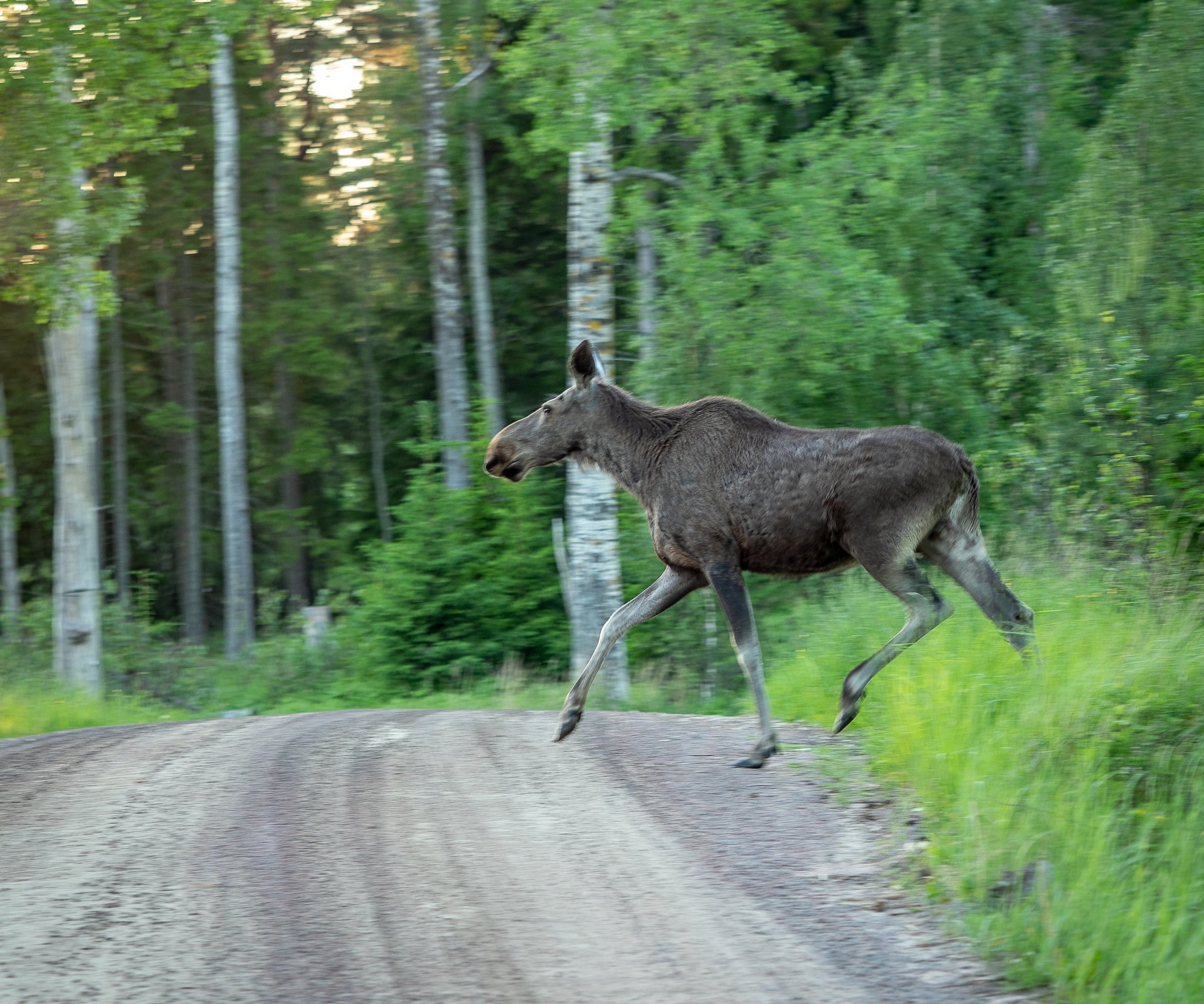 moose safari trip