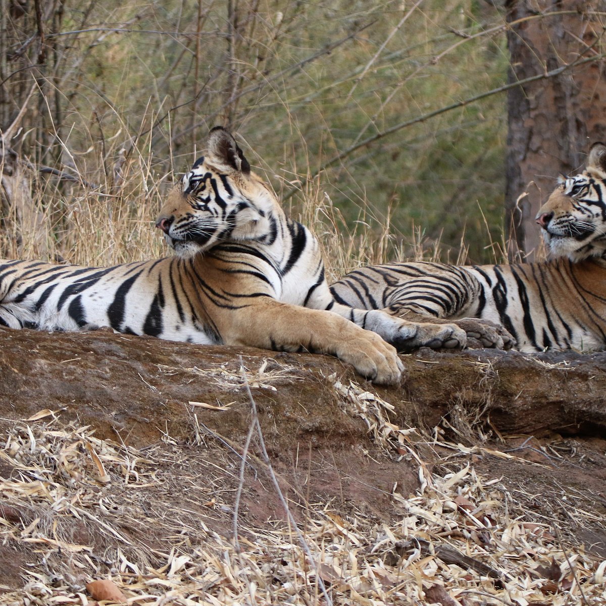Interesting Facts about the Majestic Royal Bengal Tigers at the Tadoba Tiger  Reserve