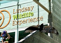 Lindsay wildlife museum