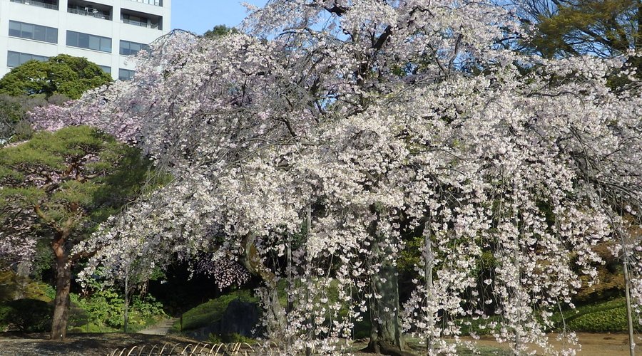 小石川後楽園　桜