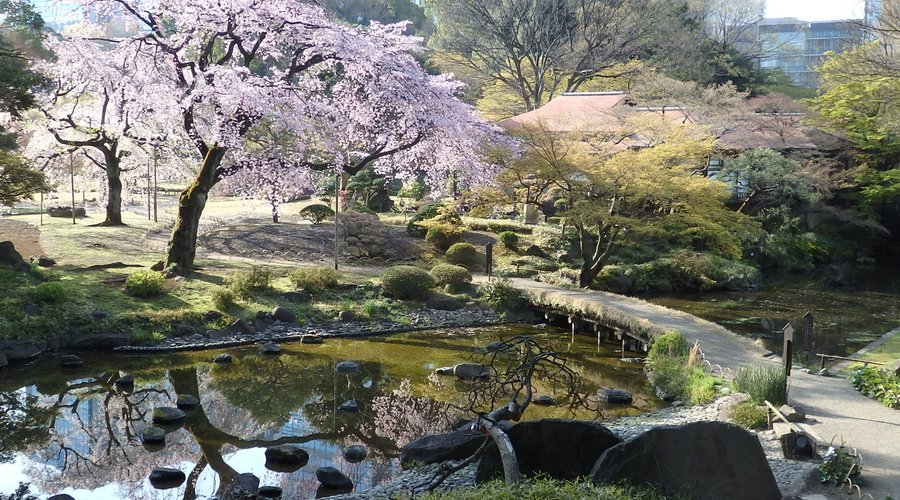 小石川後楽園　桜