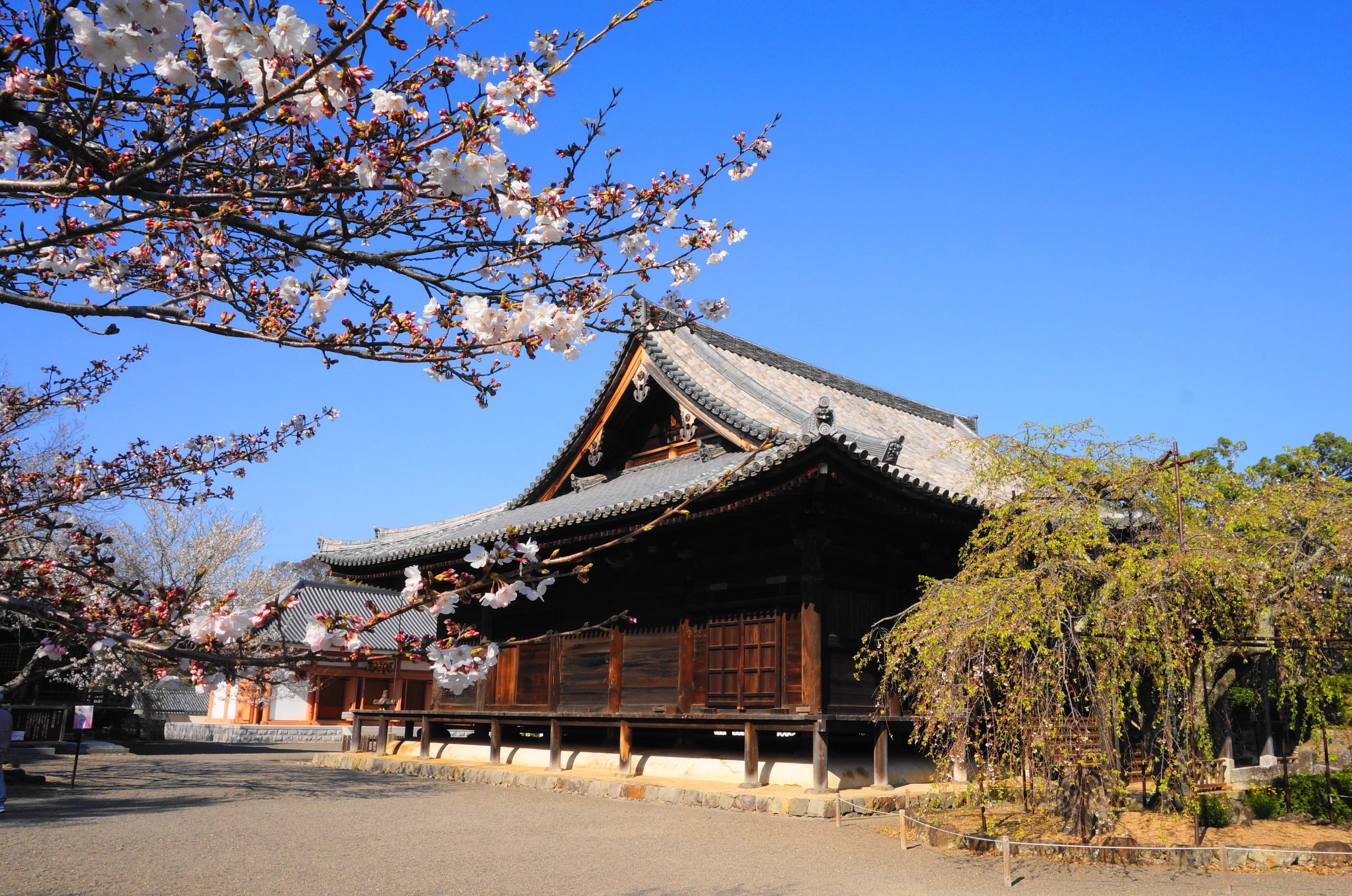 Dojo-ji Temple Hondo - All You Need to Know BEFORE You Go (2024)