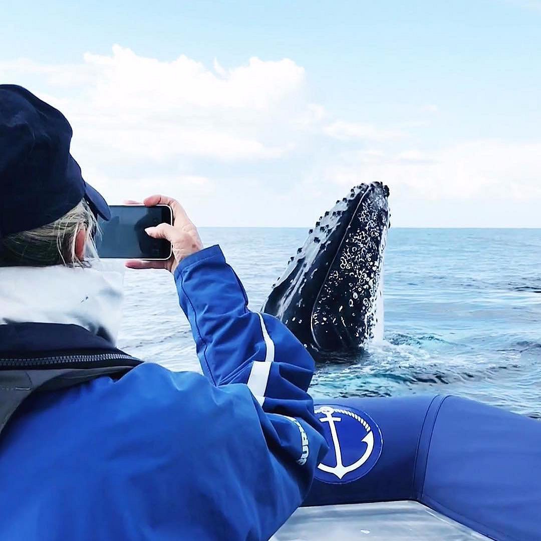 Byron Bay Dolphins Cruise - Out Of The Blue Adventures