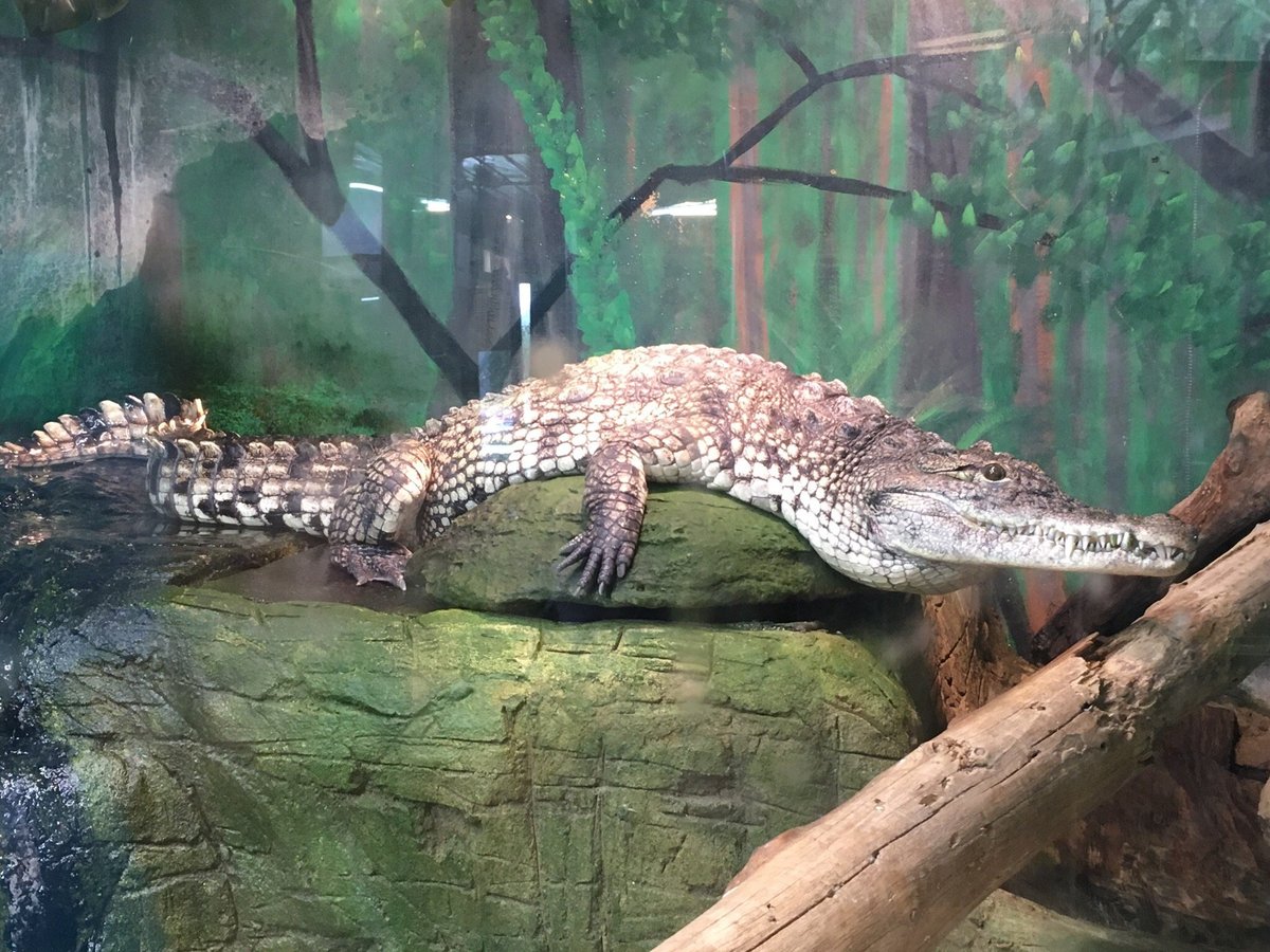 EXOTARIUM: FERME DE REPTILES (Saint-Eustache) - Qué SABER antes de ir