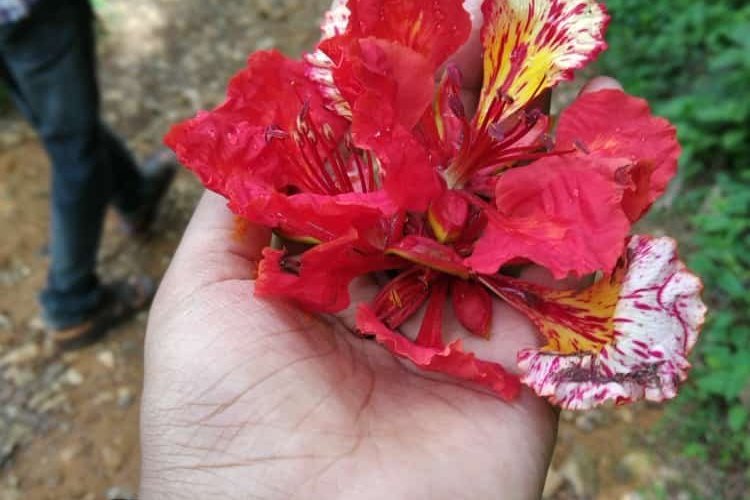 Gulmohar