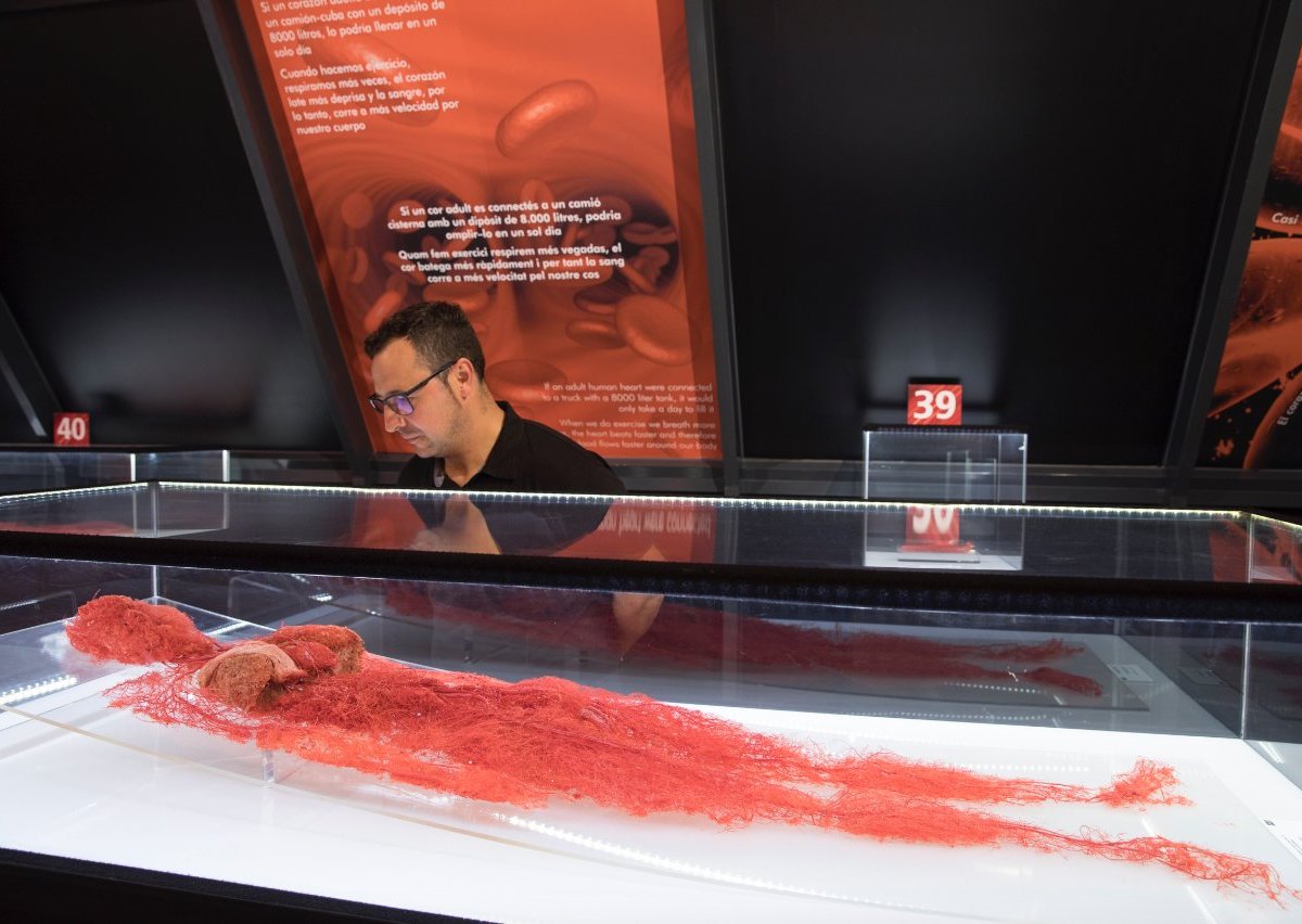 Exposición Human Bodies (Barcelona) ATUALIZADO 2023 O que saber antes