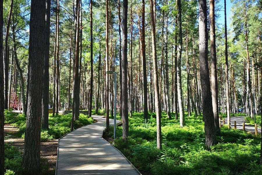 Dzintari Forest Park image