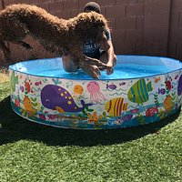 Goldendoodle