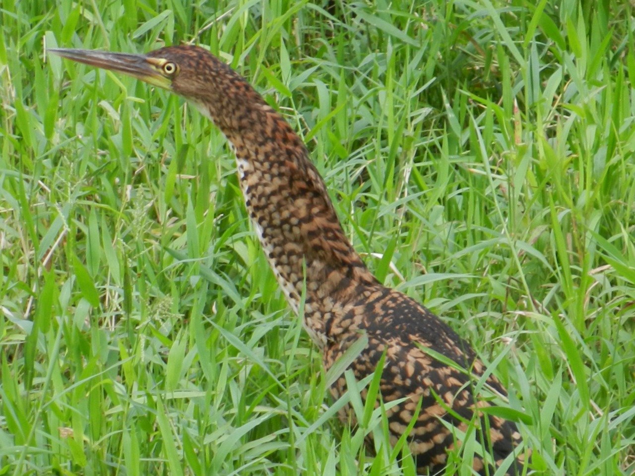 Guided Bird Tours (Panama Stad) - 2022 Alles Wat U Moet Weten VOORDAT ...