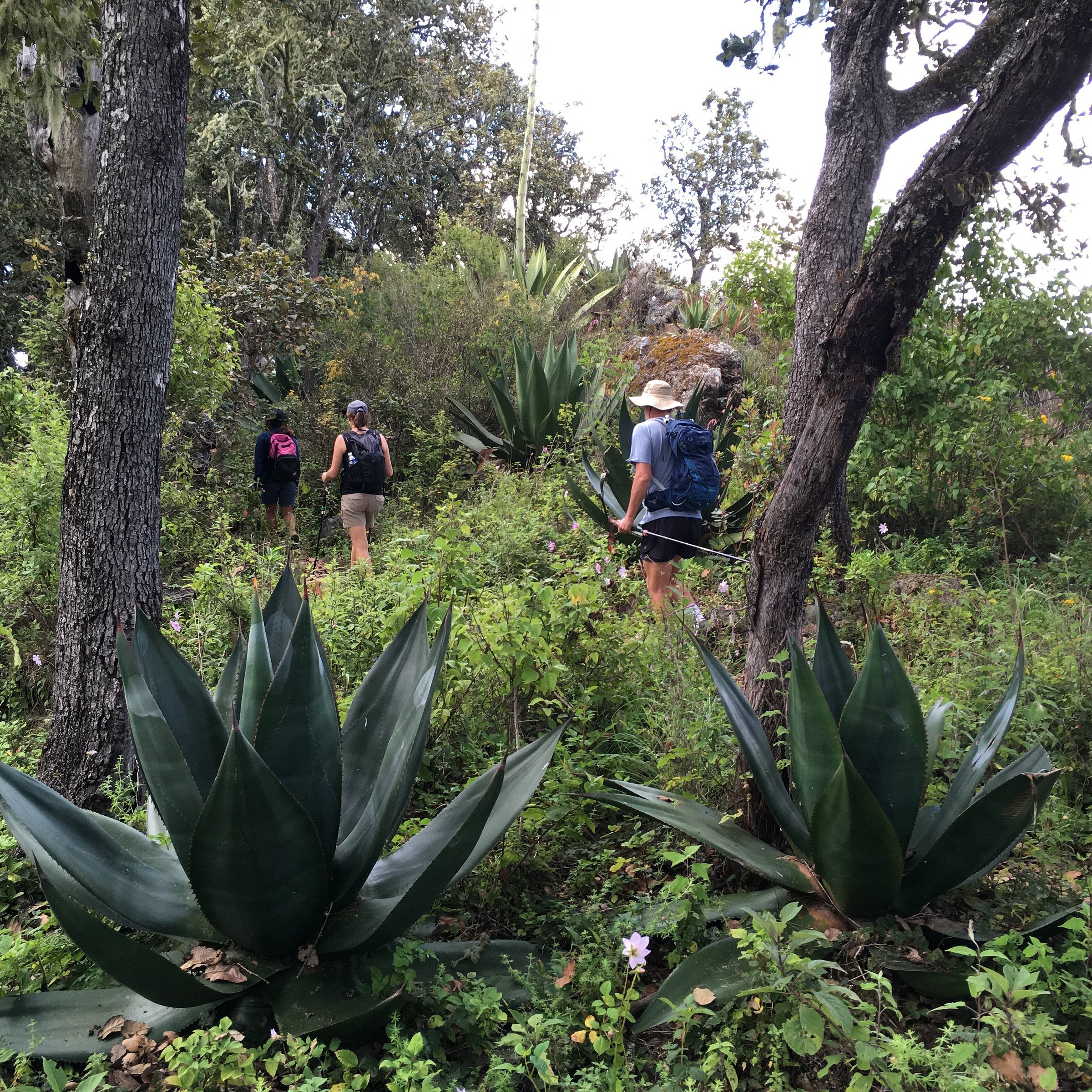 zapotrek hike and bike oaxaca