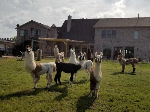 10 Year Round Things To Do In Royse City Texas