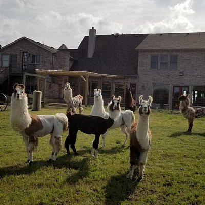 The llamas of ShangriLlama
