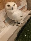 Cafe Hoot Hoot Shibuya 21 All You Need To Know Before You Go Tours Tickets With Photos Tripadvisor Cafe Hoot Hoot Shibuya 21 All You Need To Know Before You Go Tours Tickets With Photos Tripadvisor