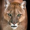 Cougar