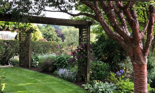 Meadow Farm Garden  - Arbour with Prunus serrulata