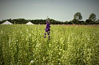 A Couple of Hours at The Flower Petal Confetti Fields — Sundays and Somedays