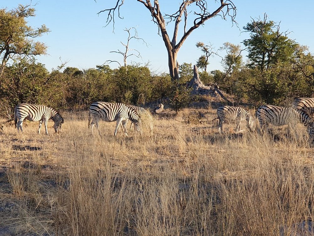 savanna tours et safaris