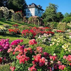 Rose Garden - Woodland Park Zoo Seattle WA