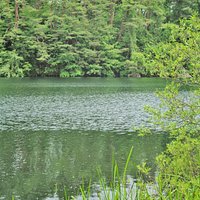 6月末の柳沼