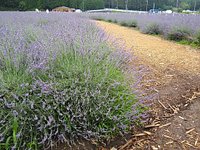 21年 嵐山町千年の苑ラベンダー畑 行く前に 見どころをチェック トリップアドバイザー