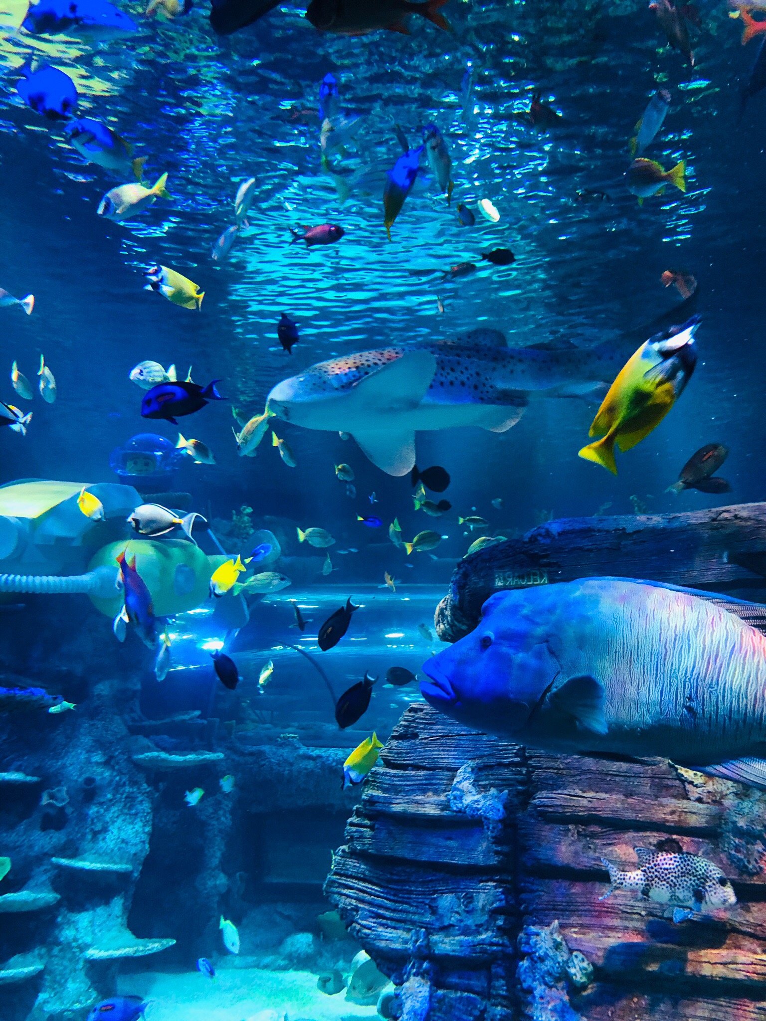 Sea life best sale legoland ticket