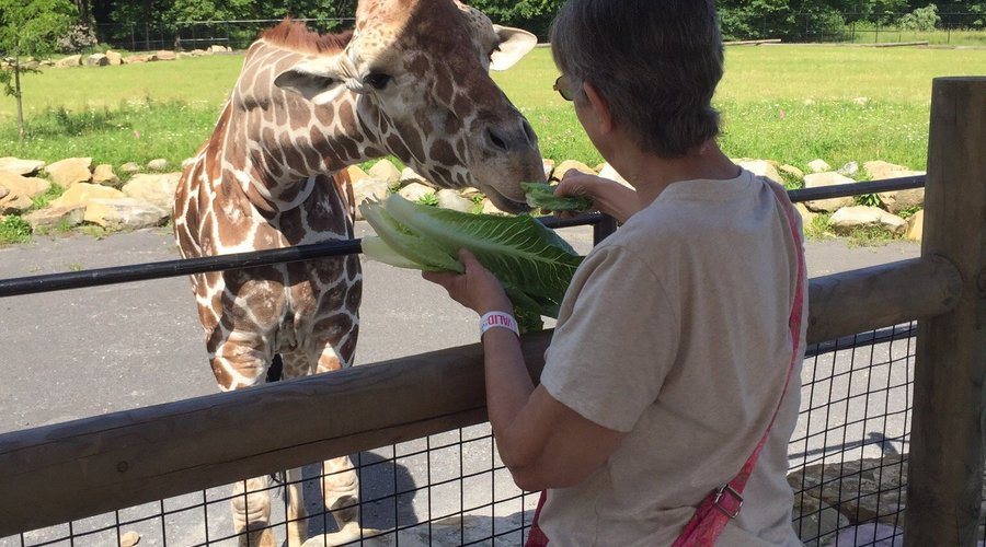 What a gem!! Wonderful small animal park with beautifully designed enclosures and the opportunity to feed many animals including a giraffe. There were informative signs at every animal and we learned many things about them. We thoroughly enjoyed our slow paced laid back walk through this beautiful park.