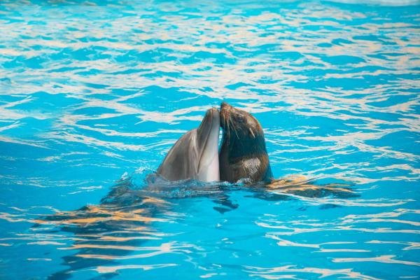 Hotel photo 35 of Hotel & Spa NEMO with dolphins.