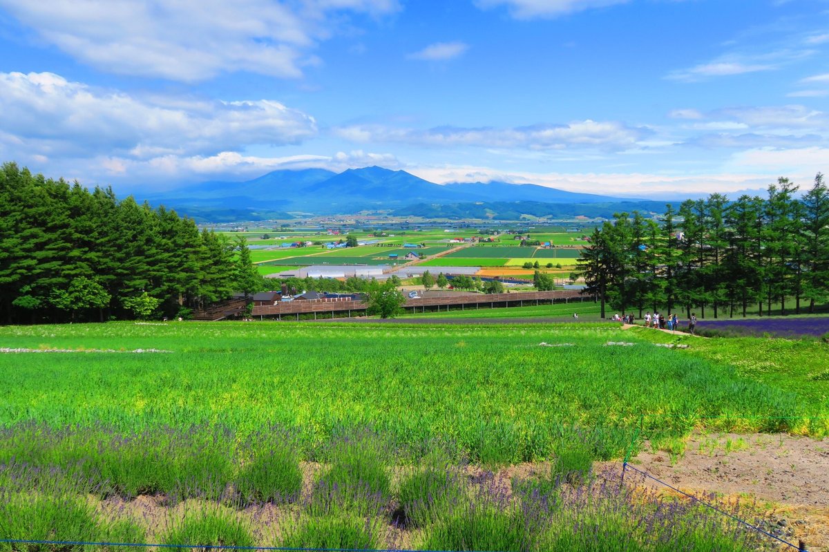 富田农场 中富良野町 旅游景点点评 Tripadvisor