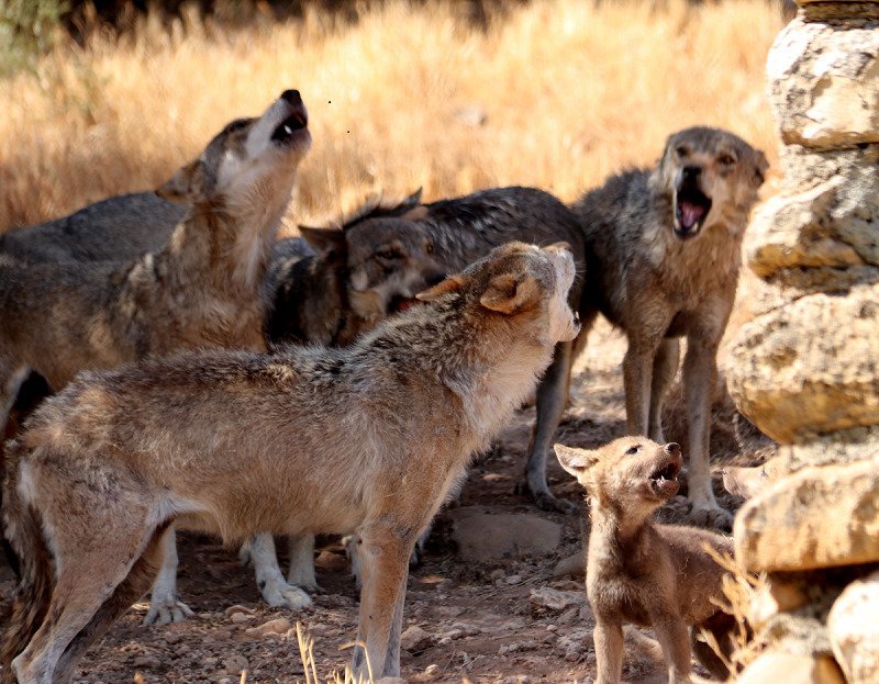 Lobo Park (Antequera) - All You Need to Know BEFORE You Go