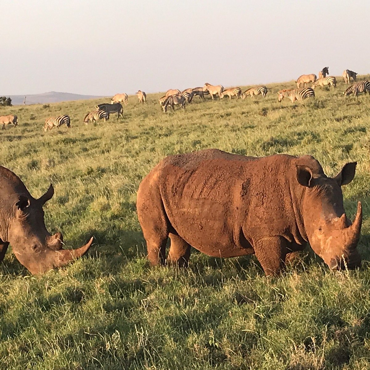 Lewa Wildlife Conservancy  Isiolo  All You Need Know BEFORE You