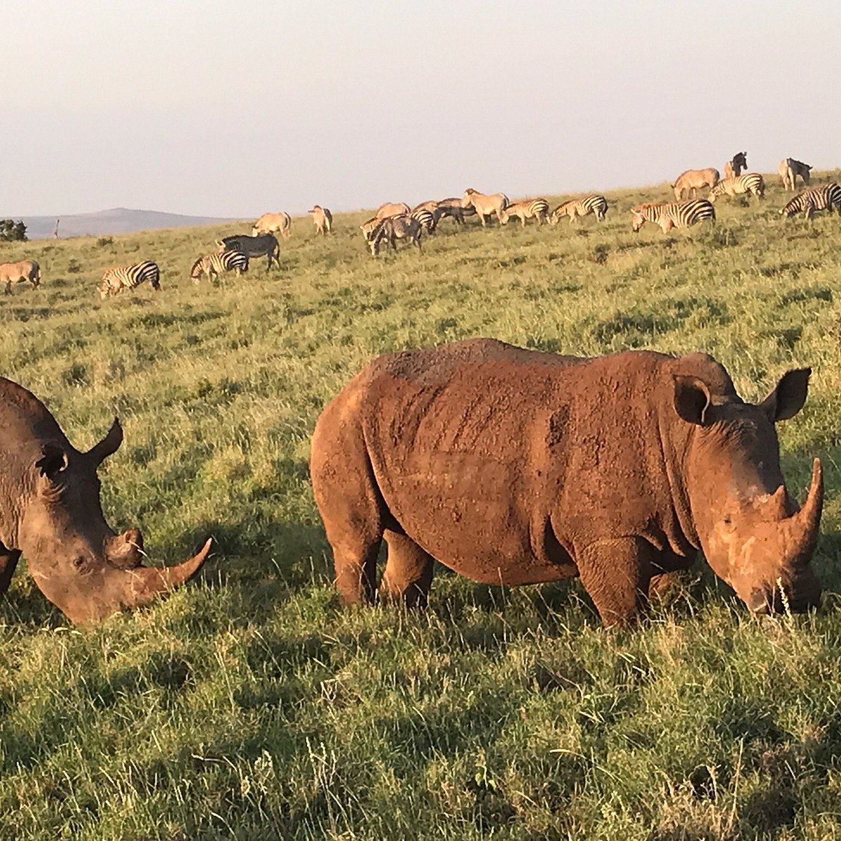 Lewa Wildlife Conservancy (Isiolo) - All You Need to Know BEFORE You Go