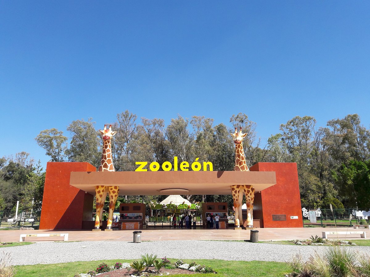 Zoológico León - 2023 Lo que se debe saber antes de viajar - Tripadvisor